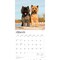 Cairn Terriers | 2026 12 x 24 Inch (Hanging) Monthly Square Wall Calendar | Plastic-Free
